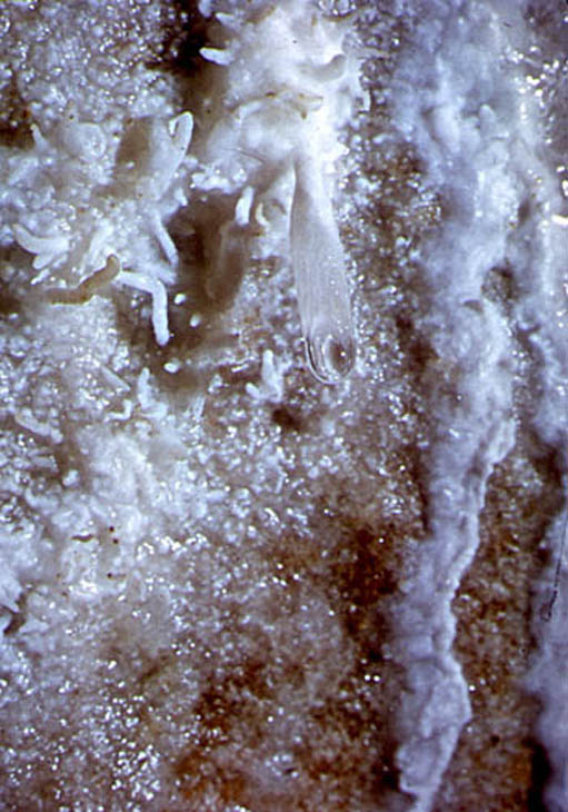 68 Grotte du plomb 72