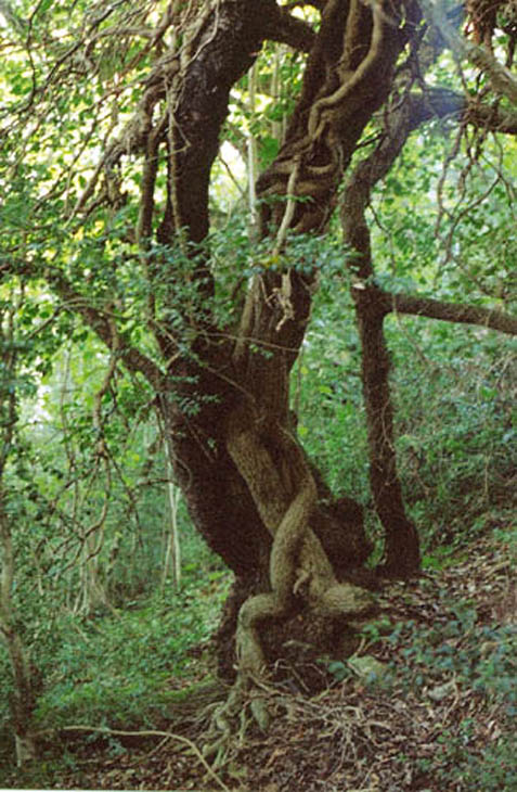038 Bernicaut 05