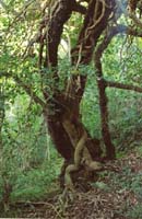 038 Bernicaut 05