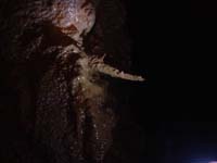 201 Grotte du Calel Paques 05