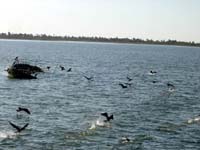 16436 vers l'ile aux flamands